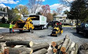 Leaf Removal in Los Osos, CA