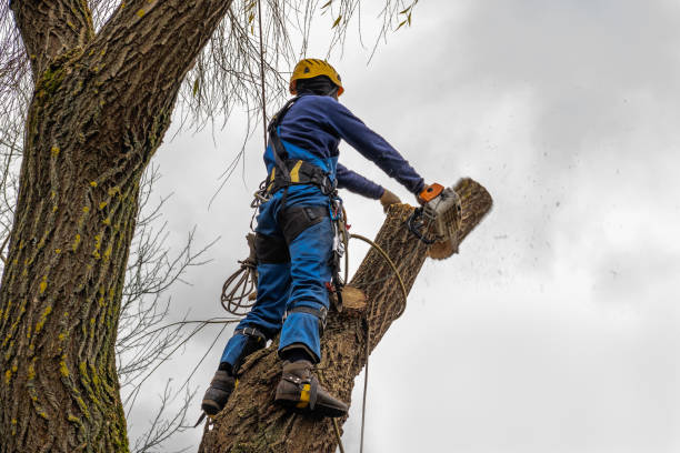 Best Firewood Processing and Delivery  in Los Osos, CA