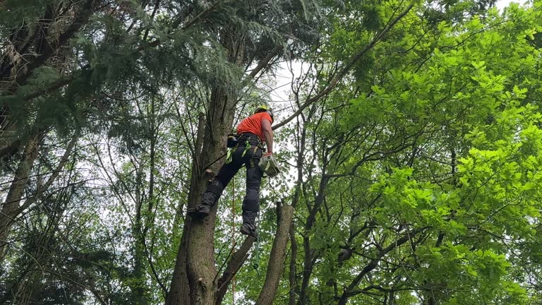 How Our Tree Care Process Works  in  Los Osos, CA