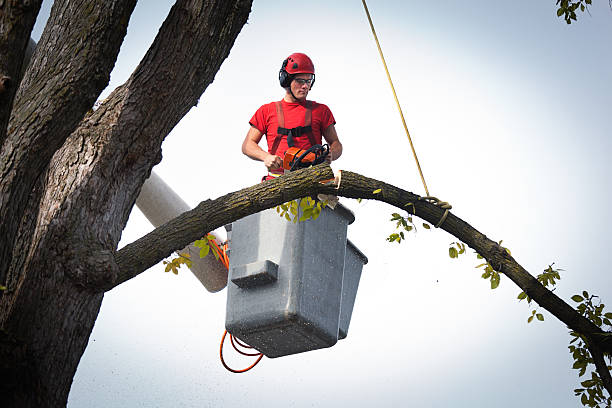 Best Tree Mulching  in Los Osos, CA