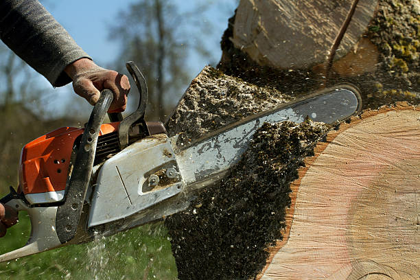 Best Pest Control for Lawns  in Los Osos, CA